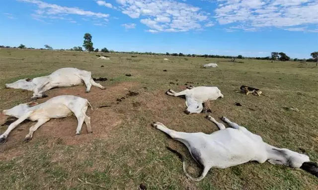 Baixas temperaturas provocam morte de dezenas de bovinos no interior de MS