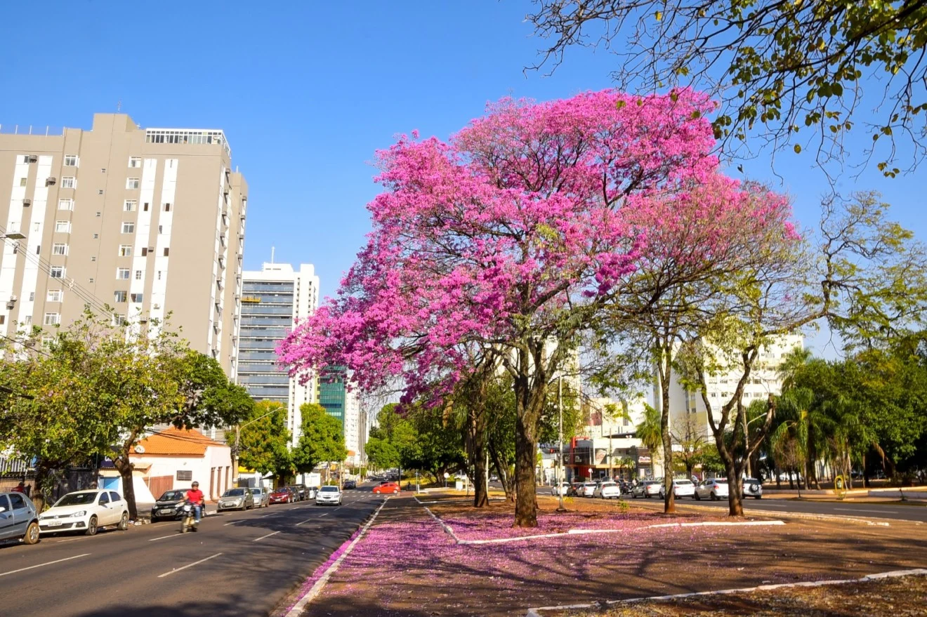 Campo Grande cria lei para proteger ipês e limitar espécie na arborização