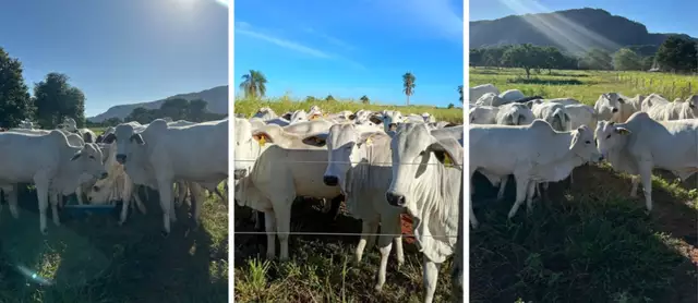 UEMS vai leiloar 45 bovinos nelore avaliados em mais de R$ 131 mil