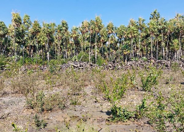 MPMS firma TAC para recuperar área desmatada irregularmente em Corumbá