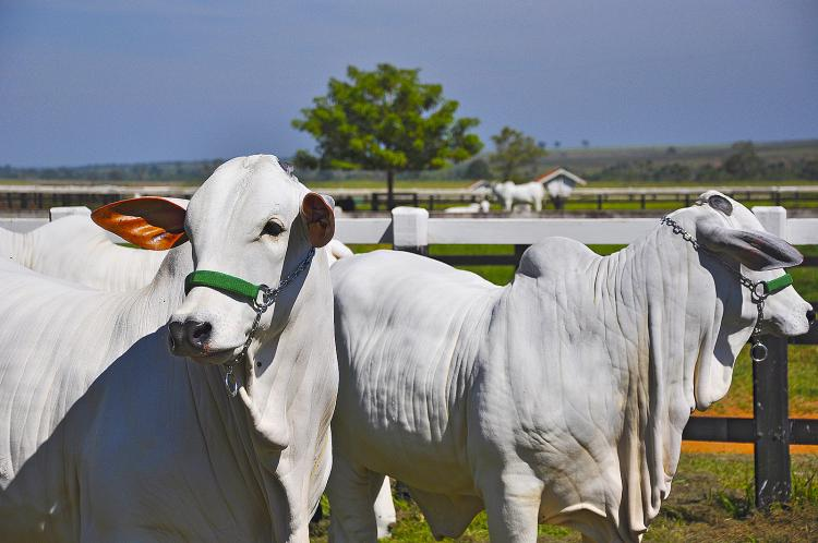 Mercado do boi gordo encerra semana com valorização em diversas regiões