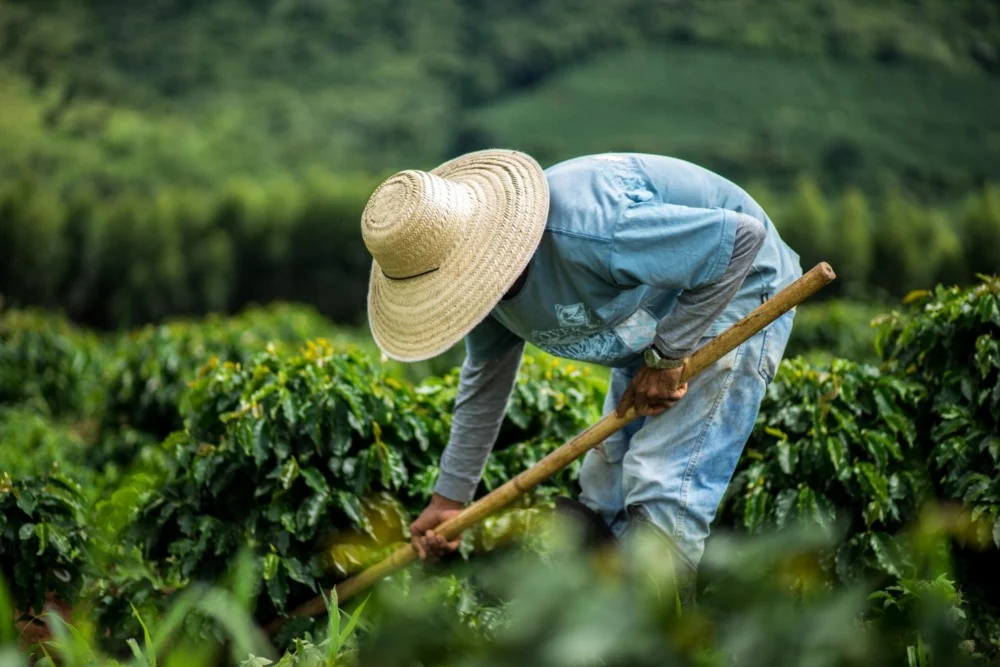 Agro abre 22,9 mil empregos no país e reforça peso do campo em MS